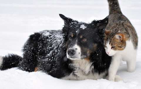 impact animaux